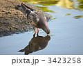 水面に写る鳩 3423258