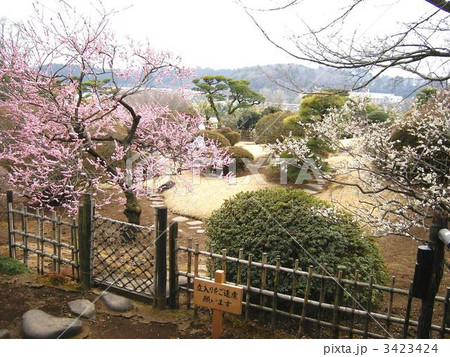偕楽園好文亭の庭園 3423424