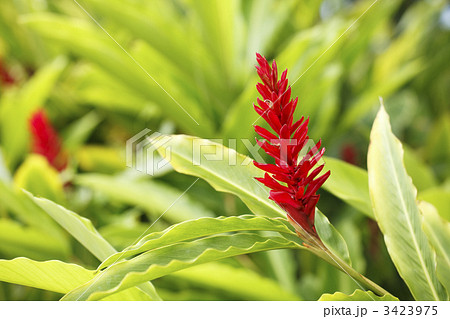 レッドジンジャーの花 レッドジンジャーの花 3423975
