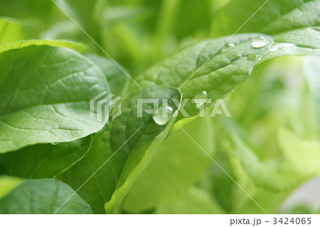 ベビーリーフ ベビーリーフ 3424065