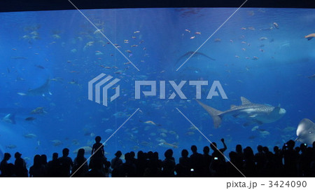 水族館 3424090