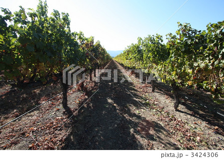 ナパ･バレーの葡萄畑 3424306
