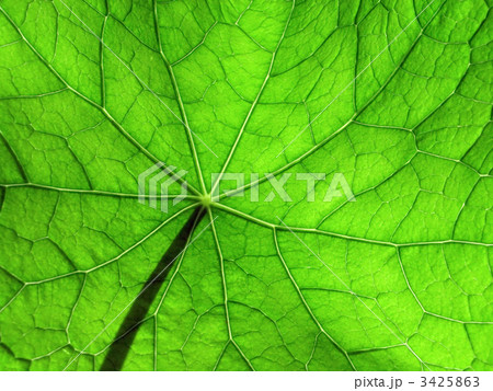 leaf of nasturtium 3 leaf of nasturtium 3 3425863