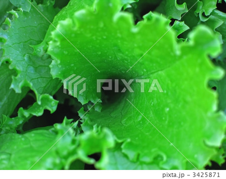 leaf of salad leaf of salad 3425871