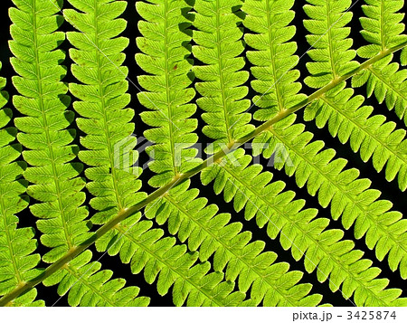 leaf of fern 3425874