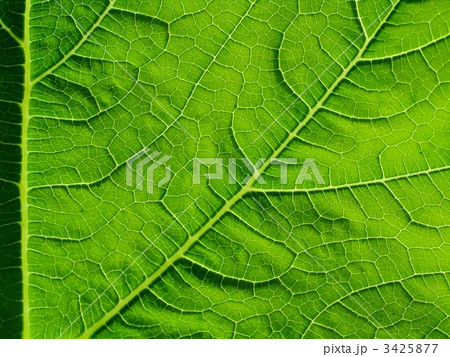 leaf of cymbling leaf of cymbling 3425877