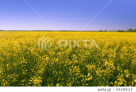 rape field 3426013
