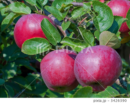 ripe apples 3426390