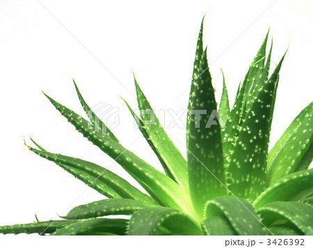 aloe vera leaves 1 3426392