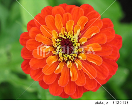 zinnia flower 3426413
