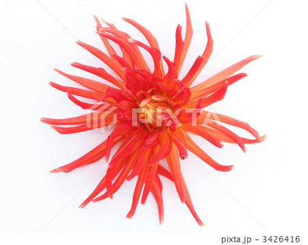 blooming red dahlia 3426416