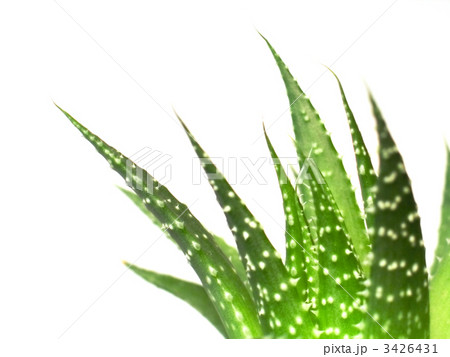 aloe vera leaves, detailed 3426431