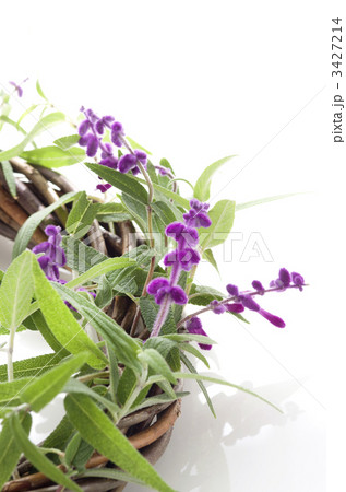 セージのリース 3427214