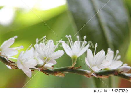 タデ 蓼 アップ タデ 蓼 アップ 3427529