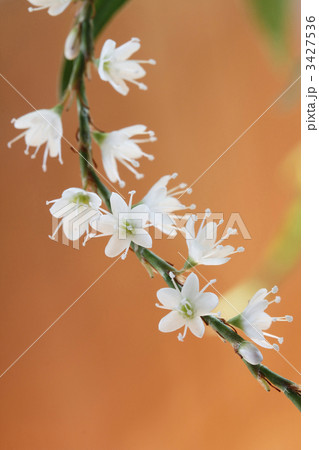 タデ 蓼 アップ タデ 蓼 アップ 3427536