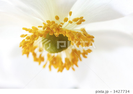 秋明菊 白色 秋明菊 白色 3427734