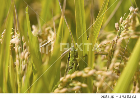 稲穂とバッタ 3428232