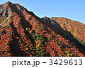 朝日岳の紅葉 3429613