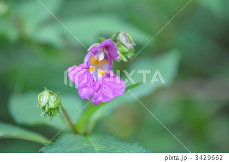 ツリフネソウ 3429662