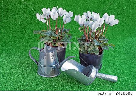ガーデニング 3429686