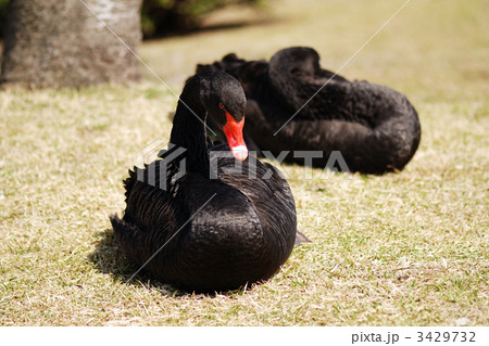 水戸千波湖の黒鳥 水戸千波湖の黒鳥 3429732