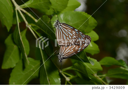 リュウキュウアサギマダラ 3429809