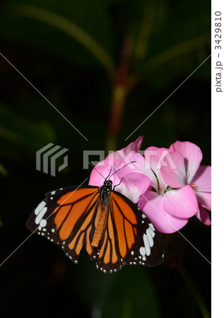 スジグロカバマダラ 3429810