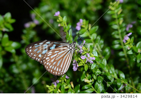 リュウキュウアサギマダラ 3429814