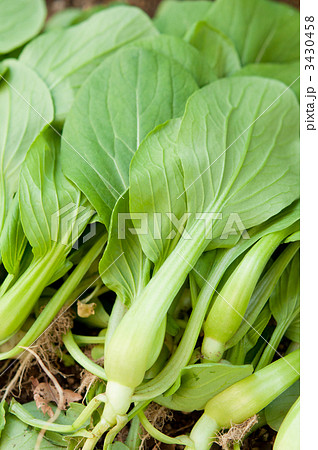 収穫後のミニチンゲン菜 3430458