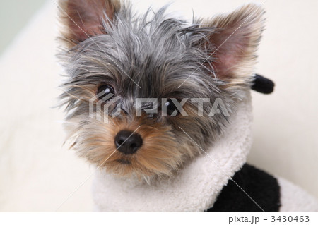 ヨークシャテリア ヨークシャテリア 3430463