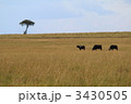 アフリカの草原にて　バッファローと木 3430505