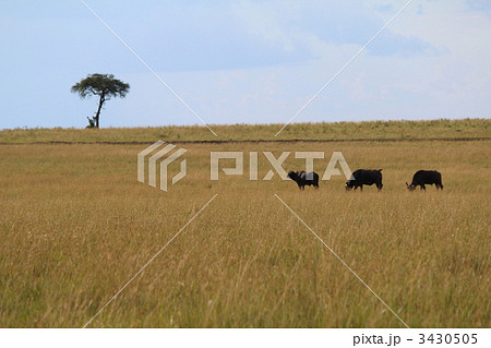 アフリカの草原にて バッファローと木 アフリカの草原にて バッファローと木 3430505