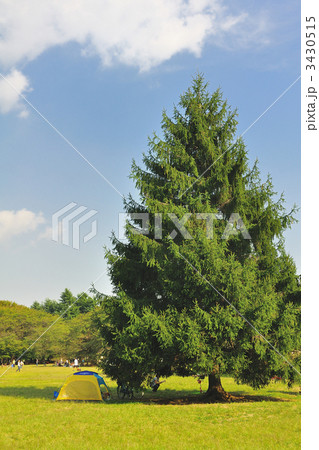 ヒマラヤ杉 ヒマラヤ杉 3430515