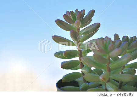 多肉植物（オーロラ） 3430595
