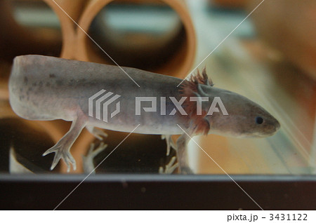 メキシコサンショウウオ 3431122