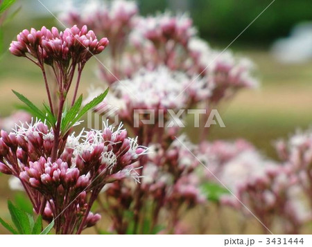 フジバカマ 3431444