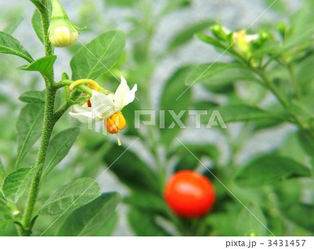 フユサンゴ フユサンゴ 3431457