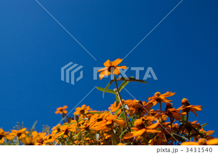 細葉百日草 3431540