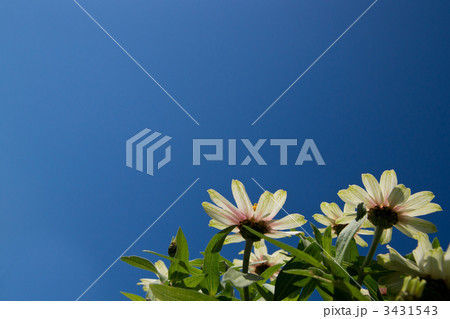 細葉百日草と青空 3431543