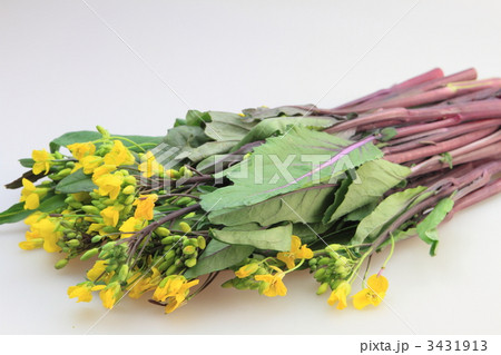 紅菜苔 紅菜苔 3431913