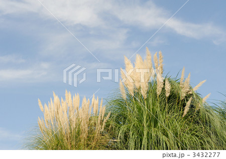 パンパスグラス 3432277