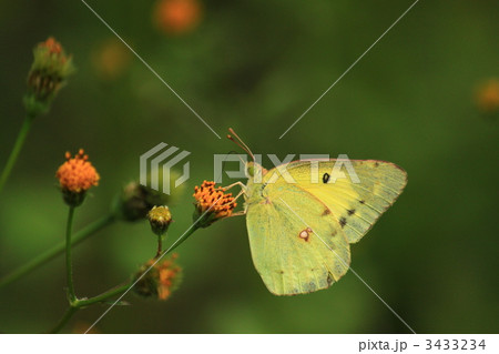 モンキチョウ 3433234