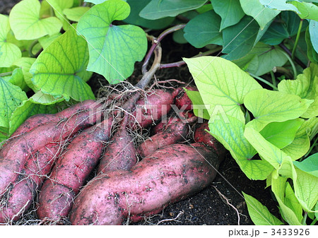 市民農園で収穫したべにあずま(さつまいも) 市民農園で収穫したべにあずま(さつまいも) 3433926