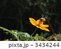 蜂 3434244