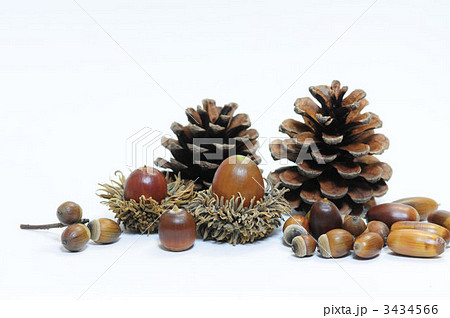 ドングリとまつぼっくり 3434566