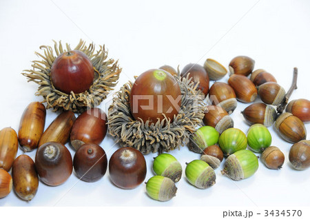 ドングリ 3434570