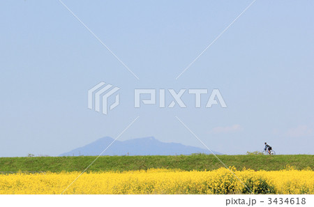 菜の花畑と筑波山・取手市 菜の花畑と筑波山・取手市 3434618