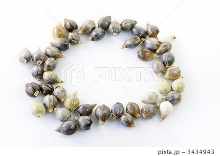 数珠玉の実 3434943