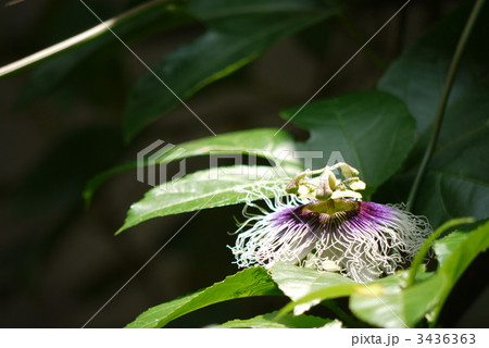 クダモノトケイソウ 3436363