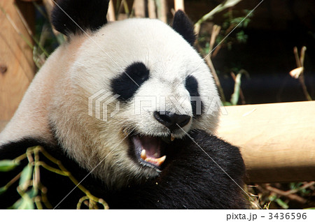 上野動物園のジャイアントパンダの写真素材